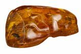 Detailed Fossil Caddisfly (Trichoptera) In Baltic Amber #109442-1